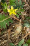 Puncture Vine blossoms, foliage & fruit detail