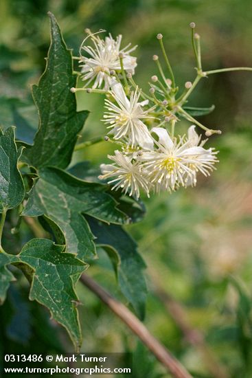 Clematis ligusticifolia