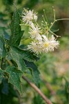 Western White Clematis blossoms & foliage detail