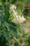 Clematis ligusticifolia