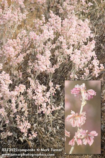 Eriogonum niveum