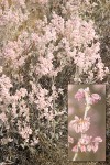 Snow Desert Buckwheat