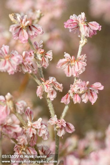 Eriogonum niveum