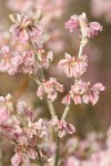 Snow Desert Buckwheat blossoms detail