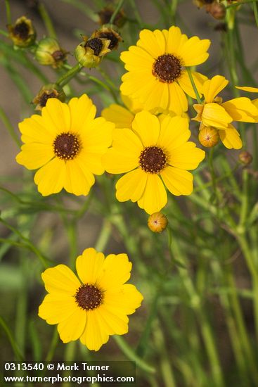 Coreopsis tinctoria var. atkinsoniana