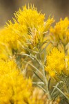 Gray Rabbitbrush blossoms & foliage detail