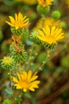 Low Gumweed blossoms