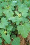 Xanthium strumarium