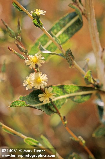 Lactuca serriola