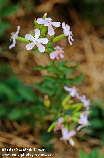 Saponaria officinalis