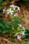 Saponaria officinalis