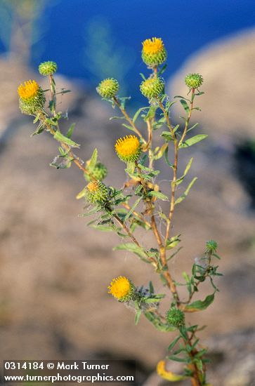 Grindelia columbiana