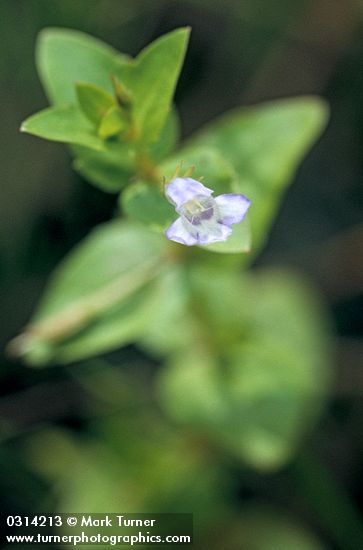 Lindernia dubia