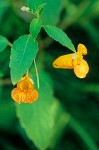 Impatiens capensis