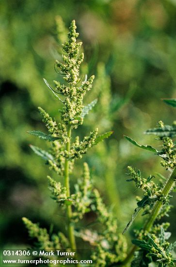 Rumex maritimus