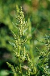 Golden Dock blossoms & foliage