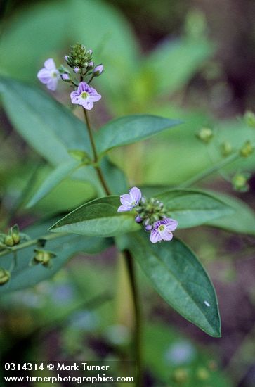 Veronica anagallis-aquatica