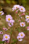 Aster chilensis