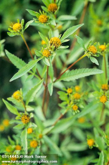 Bidens vulgata