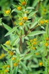 Bidens vulgata