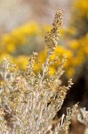 Artemisia tridentata