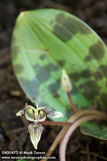 Scoliopus bigelovii