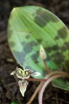 Fetid Adder's Tongue