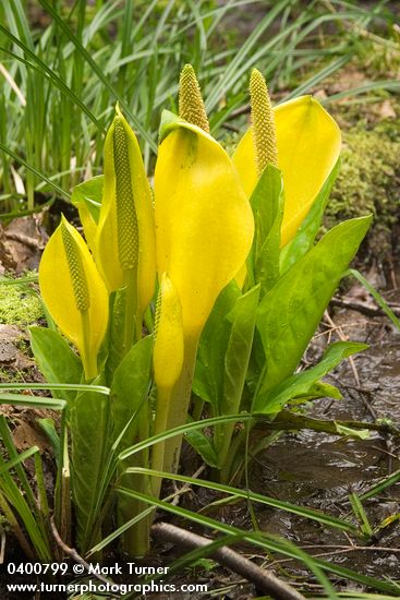 Lysichiton americanus