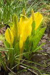 Yellow Skunk Cabbage