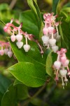 Salal blossoms & foliage detail