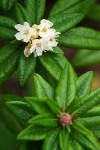 Bog Labrador Tea blossoms & foliage