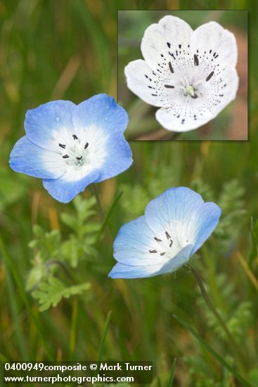 Nemophila menziesii (Baby Blue Eyes)