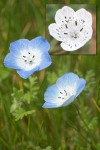 Nemophila menziesii