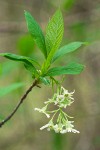 Indian Plum blossoms & foliage