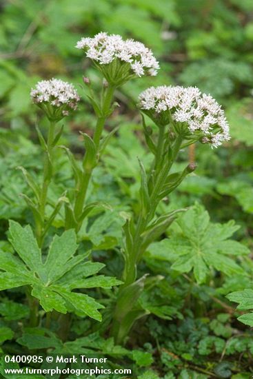 Petasites frigidus