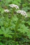 Petasites frigidus