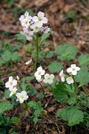 Cardamine californica var. integrifolia