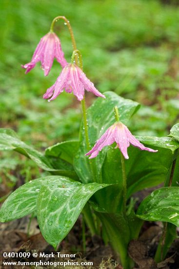 Erythronium revolutum