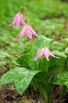 Erythronium revolutum