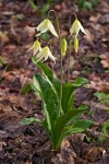 Erythronium oregonum