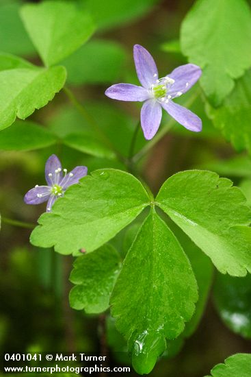 Anemone lyallii