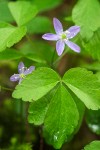 Western Wood Anemone blossom & foliage detail