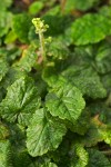 Saucer Bishops Cap (Oval-leaved Mitrewort)