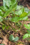 Asarum hartwegii