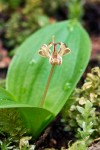 Scoliopus hallii