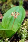 Oregon Fetid Adder's Tongue