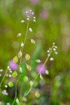 Fringe Pod blossoms & immature seed pods