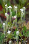 Slender Popcorn Flower