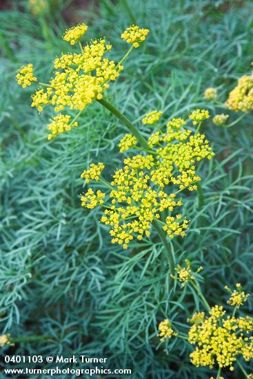 Lomatium laevigatum