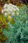 Large-fruited Biscuitroot blossoms & foliage